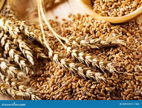 wheat grains stock image image  cereal organic natural