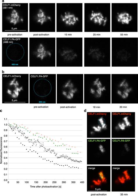 Photoactivation Of Celf1pa Gfp In Contorted Loop Loci And Fluorescence