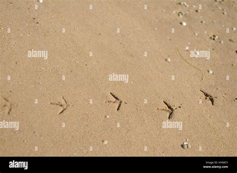 culatra island Portugal Stock Photo - Alamy