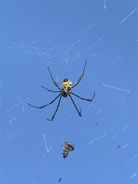 Hairy Golden Orb Weaving Spider From South Africa On August 6 2022 At