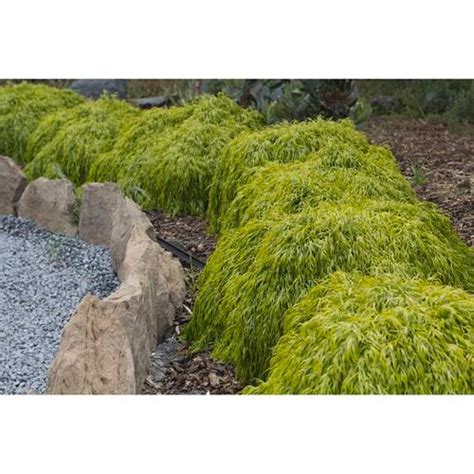 Plant Acacia 140mm Cognata Fettuccini Pma Bunnings Australia