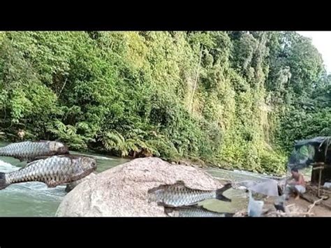 Rawai Aku Dapat Ikan Semah Babon Di Uluh Sungai Malam Harinya Datang