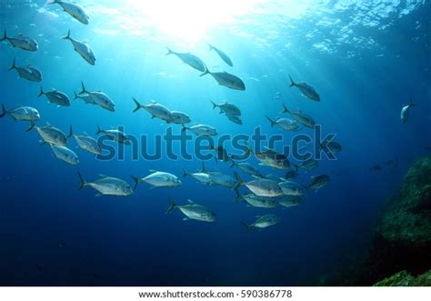 School Fish Stock Photo Edit Now 590386778