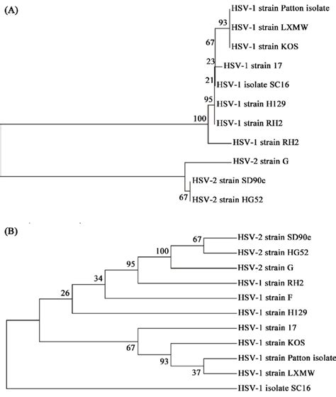 Phylogenetic Analysis Of Hsv 1 Lxmw And 10 Other Hsv Strains The Tree