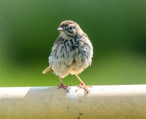 Graspieper Meadow Pipit Arkemheen Polder Greet Oudesluijs Flickr