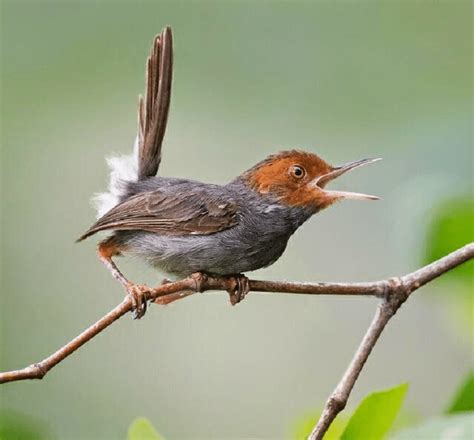 Kumpulan Suara Prenjak Gacor Masteran Dan Pikat Variasi Lengkap