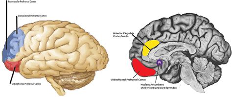 Frontiers | The Heterogeneity of Empathy: Possible Treatment for Anhedonia?