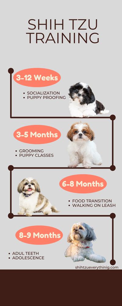 Are Shih Tzu Puppies Easy To Train?