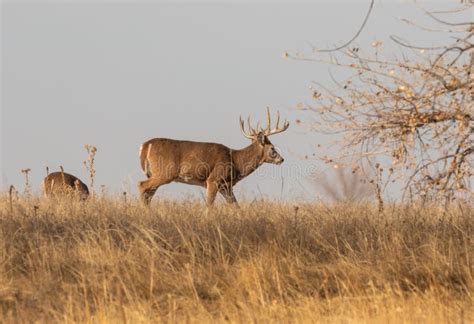 Whitetail Buck in Autumn stock photo. Image of nature - 164658476