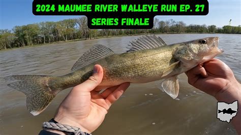 Walleye Fishing The End Of The Run Maumee River Walleye Run