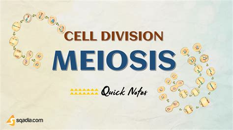 Cell Division: Meiosis