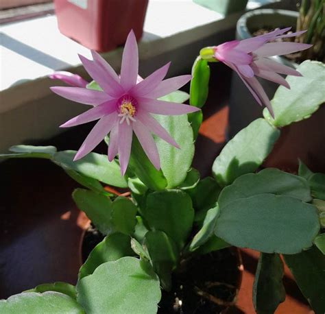 Easter cactus blooms : r/houseplants