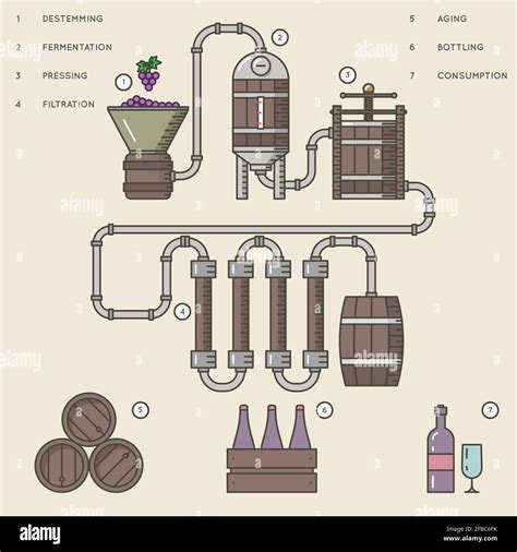 Wine making process or winemaking. process production beverage from ...