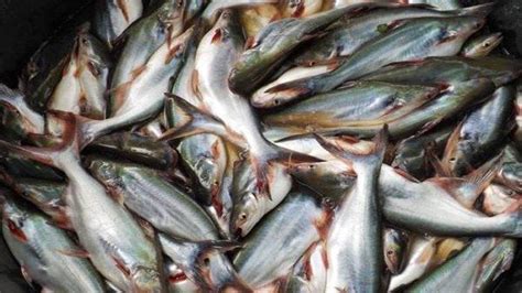 Tak Banyak Yang Tahu Ini 4 Manfaat Konsumsi Ikan Patin Untuk Kesehatan