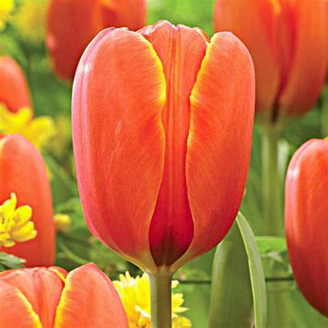 ᐉ Тюльпан Florium Triple A (18138) • Краща ціна в Києві, Україні ...