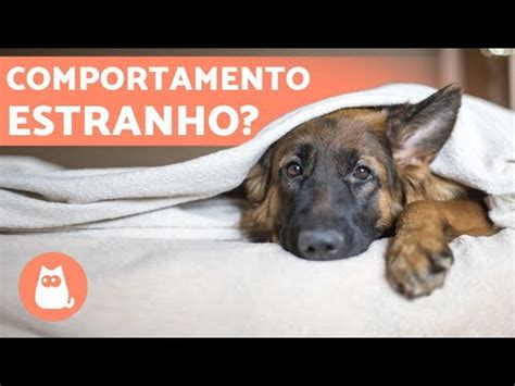 Hemorragia Interna Em Cachorros Causas Sintomas E Tratamento