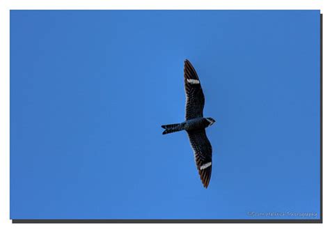 Common Nighthawk In Flight Merritt Island Nwr