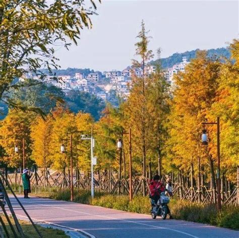 南宁小众打卡地 南宁冬日里的秋日盛景，错过就要等明年！龟山公园旅游