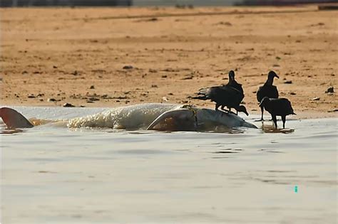 Tr Gico Hallazgo M S De Delfines Muertos En La Amazon A Brasile A