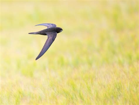 Helping to Re-Nest Chimney Swifts - Wildlife Rescue League