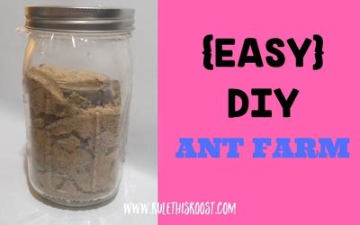 Easy DIY Ant Farm | Rule This Roost