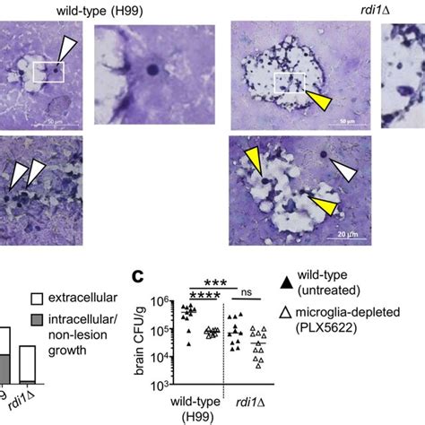 Loss Of Microglia Does Not Affect Brain Infection With C Neoformans