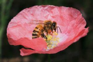 Is Honey Bee Poop, Spit Or Vomit? Here’s The Truth | Busy Beekeeping