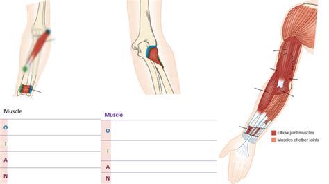 Elbow Muscles 3 Diagram Quizlet