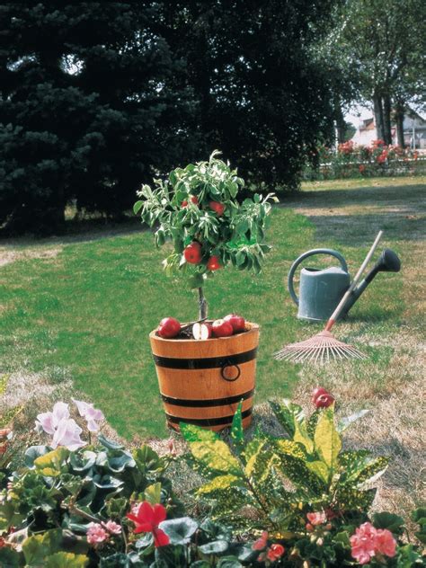 Oderings Garden Centre Fruit Tree Apple Blush Babe 60cm Standard
