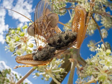 These incredible photos show you life from a bug’s perspective