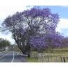 Flamboyant Bleu Jacaranda Mimosifolia