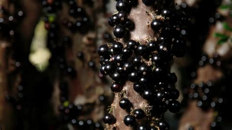 Jabuticaba é a sétima melhor fruta do mundo