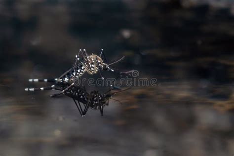 Common House Mosquito on the Surface of the Water Stock Photo - Image ...