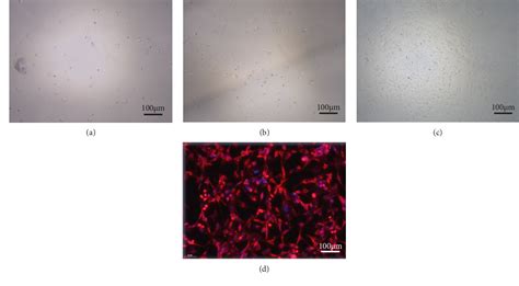 Figure 1 From The Protective Effect Of Ginsenoside Rg1 On Apoptosis In