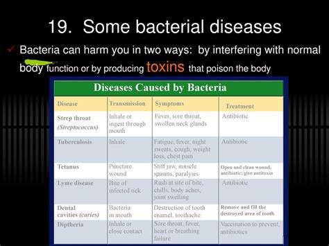 The Kingdoms Bacteria Ppt Download