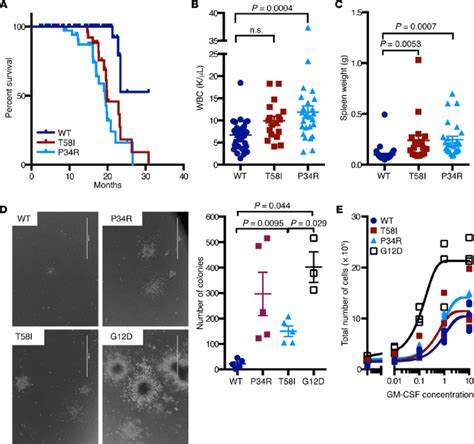 Reduced Survival And Hematologic Disease In Mx1 Cre Kras Lsl T58i And