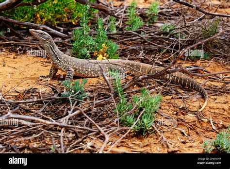 Sand Goanna Australian Monitor Lizard Varanus Gouldii Reptile Va Hi Res