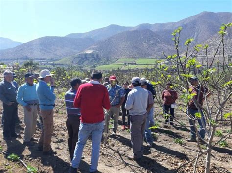 Agricultores De Andacollo Conocen En El Limar Nuevas Alternativas