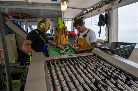 Feu Vert Pour Les Moules De Bouchots Encore Au Rouge Pour Celles De