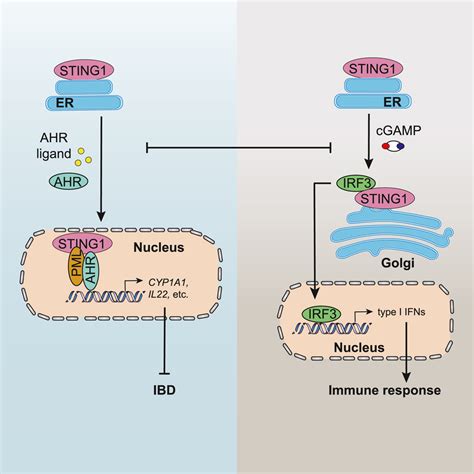 Nuclear Localization Of Sting1 Competes With Canonical Signaling To