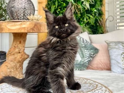 Chaton Maine Coon Loof R Server Petite Annonce Chat