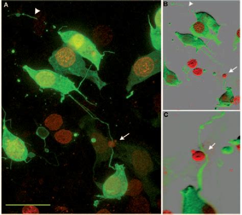 Figure From In Vivo Evidence For Short And Long Range Cell