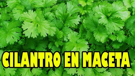 Como Sembrar Cilantro ☘️🍀 En Maceta 🍀☘️ Youtube