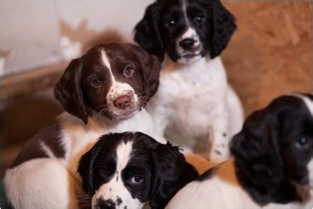 Field Bred English Springer Spaniel Puppy for Sale ⋆ PrairieRose ...