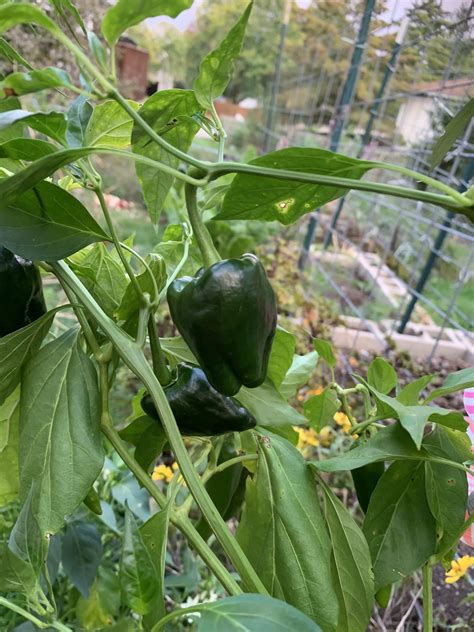 Poblano Ancho Peppers Victory Gardeners