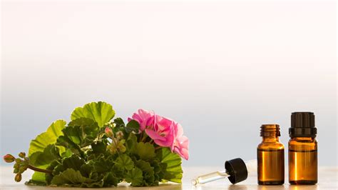 Uses And Benefits Of Geranium Essential Oil Sarah Cooper Reflexology