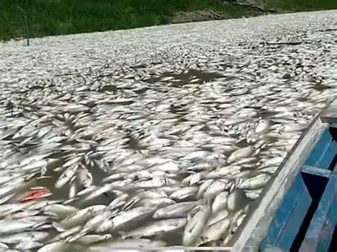 VÍDEO Milhares de peixes aparecem mortos em rio do Amazonas