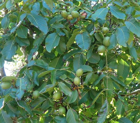 Juglans regia - Trees and Shrubs Online