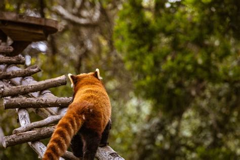 A Red Panda in a Forest · Free Stock Photo