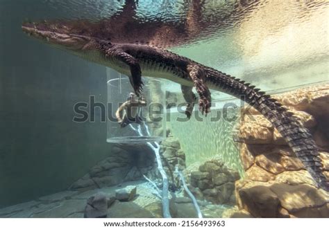 9 Crocosaurus Cove Royalty-Free Photos and Stock Images | Shutterstock